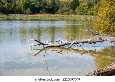 See im Wald und Stamm des alten Baums liegt im Wasser.