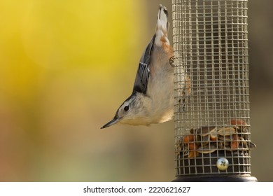 Leuke vogel Boomklever met witte borst hangt aan de kooivoeder met zaden en noten en eet, herfstgele achtergrond.