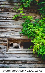 Fontanil Cornillon 11 2021 klimplant op de gevel van een oude houten hut