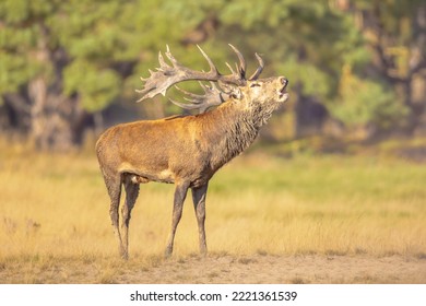 Mannetjes edelhert (Cervus elaphus) klokkend in de zon. Het edelhert komt voor in het grootste deel van Europa. een mannelijk dier is een hert. Wildlife scène van de natuur in Europa.