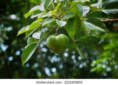 Hevea brasiliensis, pohon karet Pará, pohon sharinga, seringueira, atau paling umum, pohon karet atau tanaman karet, adalah tanaman berbunga milik keluarga spurge Euphorbiaceae asli asli