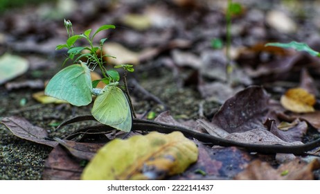 Een paar vlinder in het bos