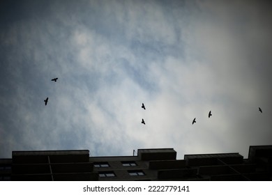 Crows fly in dark sky. Birds circling over city. Flock of birds in evening. Flight details.