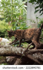 black cat iren blur page background
