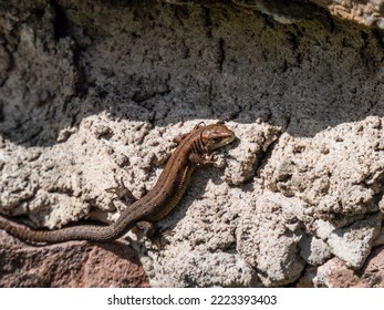 Kadal Vivipar muda atau kadal biasa (Zootoca vivipara) berjemur di bawah terik matahari di dinding batu vertikal di taman pada awal musim semi