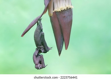 A mother short nosed fruit bat is resting while holding her baby on a banana flower. This flying mammal has the scientific name Cynopterus minutus.