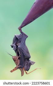 A short nosed fruit bat is eating a grasshopper on a banana flower. This flying mammal has the scientific name Cynopterus minutus.