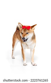 Angry girl. Studio shot of beautiful golden color Shiba Inu dog posing isolated over white background. Concept of beauty, animal life, care, health and purebred pets. Doggy looks annoyed
