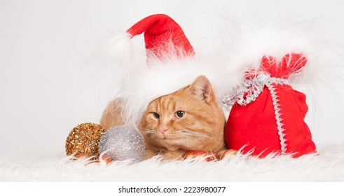 Kucing jahe yang luar biasa, memiliki mata kuning dan wol halus. Kartu liburan Tahun Baru. Latar belakang keluarga Natal musim dingin. Gaya liburan hewan. Hewan peliharaan yang lucu.