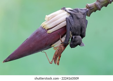A short nosed fruit bat is eating a grasshopper on a banana flower. This flying mammal has the scientific name Cynopterus minutus.