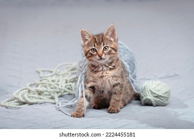 Porträt eines niedlichen braunen Tabby-Kätzchens, das auf einer Tagesdecke mit Garnfäden sitzt. Schaut in die Kamera. Vorderansicht aus einem niedrigen Winkel.