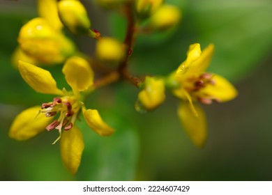 Ochna serrulata「ミッキー マウス ブッシュ」の明るい黄色の花、暗い背景でマクロ写真を閉じます。