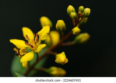 Flores amarillas brillantes de Ochna serrulata "Arbusto de Mickey Mouse", fotografía macro de primer plano con fondo oscuro.