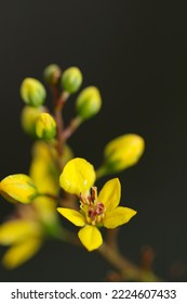 Flores amarillas brillantes de Ochna serrulata "Arbusto de Mickey Mouse", fotografía macro de primer plano con fondo oscuro.