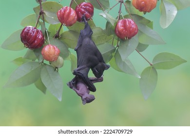 A mother short nosed fruit bat is resting while holding her baby on a fruit-filled Surinam cherry branch. This flying mammal has the scientific name Cynopterus minutus.