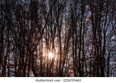 森の木々の間から見える太陽