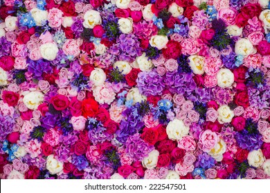 Schöne Wand aus rotvioletten lila Blumen, Rosen, Tulpen, Presswand, Hintergrund, Valentinstag Hintergrund