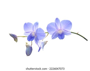 Dendrobium or Orchid flower. Close up blue-purple orchid flower bouquet on green leaf isolated on white background. The side of exotic flower branch.