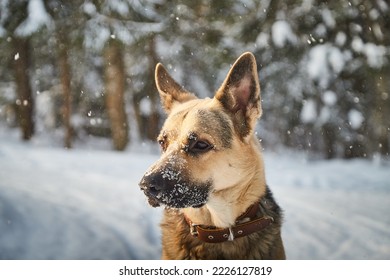 Cane pastore tedesco all'aperto nella foresta in una giornata invernale. Cane da guardia russo pastore dell'Europa orientale in natura sulla neve e sugli alberi bianchi coperti di neve