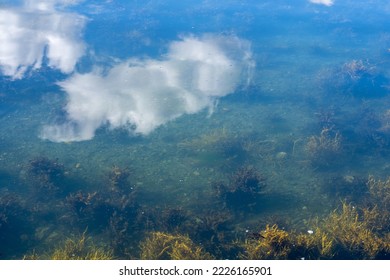 light blue green fjord water with lots of water grass and blue sky and white clouds reflected in the water above