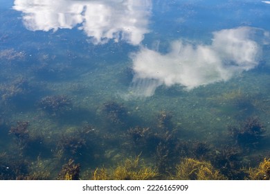 agua de fiordo verde azul claro con mucha hierba de agua y cielo azul y nubes blancas reflejadas en el agua arriba