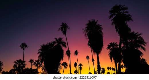 Sunset Palm Trees in silhouette against pink orange purple sky in downtown Phoenix, Arizona