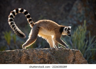 Lemure dalla coda ad anelli - Lemur catta, grande primate strepsirrino con lunga coda ad anelli bianchi e neri, endemico del Madagascar e in via di estinzione, conosciuto localmente in malgascio come maky, maki o hira. Luogo roccioso.