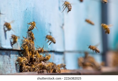 Veel bijen keren terug naar de bijenkorf en gaan de bijenkorf binnen met verzamelde bloemennectar en bloemstuifmeel. Zwerm bijen die nectar van bloemen verzamelen. Gezonde biologische boerenhoning.