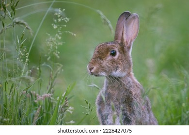 European rabbit (Oryctolagus cuniculus), in Wiese, portrait, Emsland, Lower Saxony, Germany