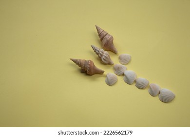 the concept of a collection of leg-shaped sea shells with a light green background