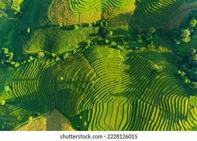 Luchtfoto van rijstterrassen bij de ochtendscène van Pa Bong Piang. Prachtige terrasvormige rijstvelden, bergheuvelvallei Vietnam. Achtergrond van natuurlandschap.
