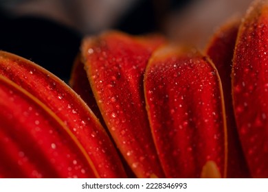 Rote Gerbera-Blume mit Tropfen auf den Blütenblättern. Aufgenommen mit gestapeltem Makroobjektiv. Selektiver Fokus. Verwischen.