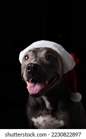 赤いサンタ クロースの帽子をかぶったピット ・ ブルの青い鼻の犬。クリスマスのための黒の背景上に分離。弱い光。サンタクロースが来るのを待っています。セレクティブ フォーカス。