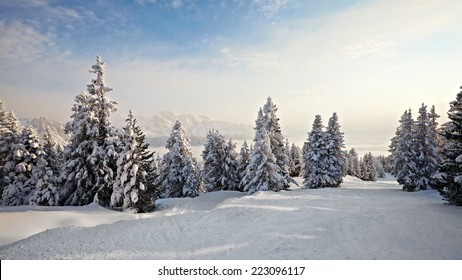冬の風景に雪に覆われた松の木