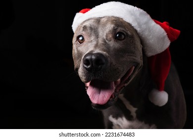 赤いサンタ クロースの帽子をかぶったピット ・ ブルの青い鼻の犬。クリスマスのための黒の背景上に分離。弱い光。サンタクロースが来るのを待っています。セレクティブ フォーカス。