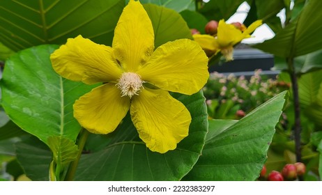 Flor amarilla: Ochna serrulata, el avión de hoja pequeña, ochna de carnaval, arbusto de ojo de pájaro, planta de Mickey Mouse o arbusto de Mickey Mouse ... una planta de jardín ornamental