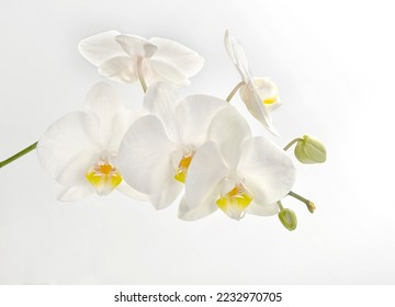 Flowers of a beautiful white orchid on a white background, isolated. A branch of a white orchid with blooming flowers and green buds. Phalaenopsis