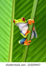 katak pohon bermata merah atau katak daun mencolok atau Agalychnis callidryas hylid arboreal asli hutan hujan tropis di Amerika Tengah di panama dan kosta rika. Keliru juga disebut Katak Pohon Hijau