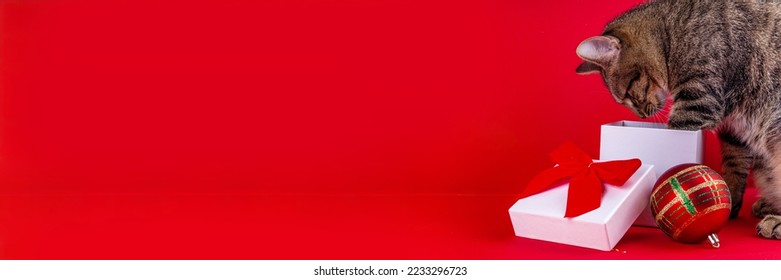 Lindo gatito de color puro a rayas buscando sorpresa en una caja de regalo con un lazo rojo festivo. Regalos navideños para mascotas para Navidad, Año Nuevo, sobre fondo rojo, espacio de copia