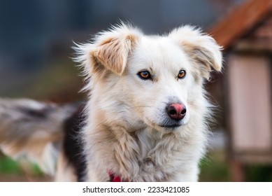 kokoni Aidi Hausatlas Sennenhund weißes Fell flauschig süßer Hirte Nahaufnahmeporträt, das den schönen Tag im Freien genießt