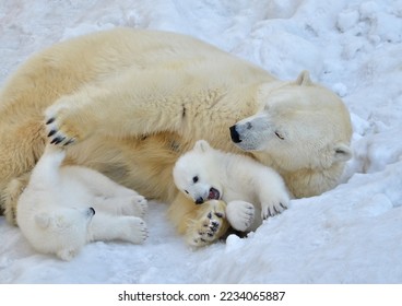 Beruang kutub dengan anaknya tergeletak di salju
