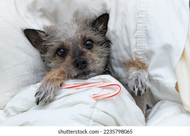愛らしい小さな犬は、キャンディー杖でカバーの下のベッドでサンタを待ちます
