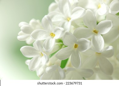 白いライラックの花の背景