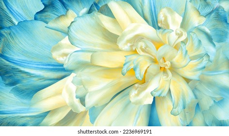 꽃 노랑-파란 튤립과 꽃잎. 꽃 배경. 꽃잎 튤립. 클로즈업. 자연.