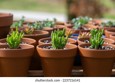 Close-up of Gollum Jade succulents planted in small terra cotta pots in rows.