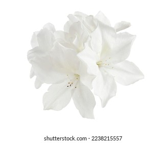 葉付きのツツジの花、クリッピング パス付きの白い背景に分離された白い花