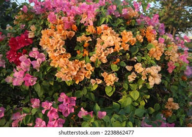 Flores de buganvillas de colores mixtos (flores de papel), formas de corazón, Bougainvillea es un género de enredaderas, arbustos y árboles ornamentales espinosos que pertenecen a la familia de las cuatro en punto, Nyctaginaceae.