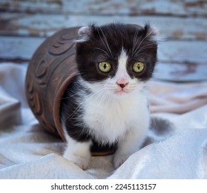 curious spotted kinkalow kitten with curled ears