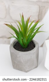 部屋のインテリアによく合う、灰色の花瓶に植えられたアロイベラ科の緑の観葉植物