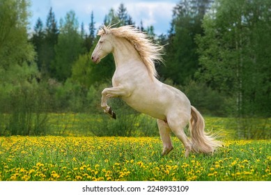 Lindo cavalo andaluz empinando-se no campo com flores